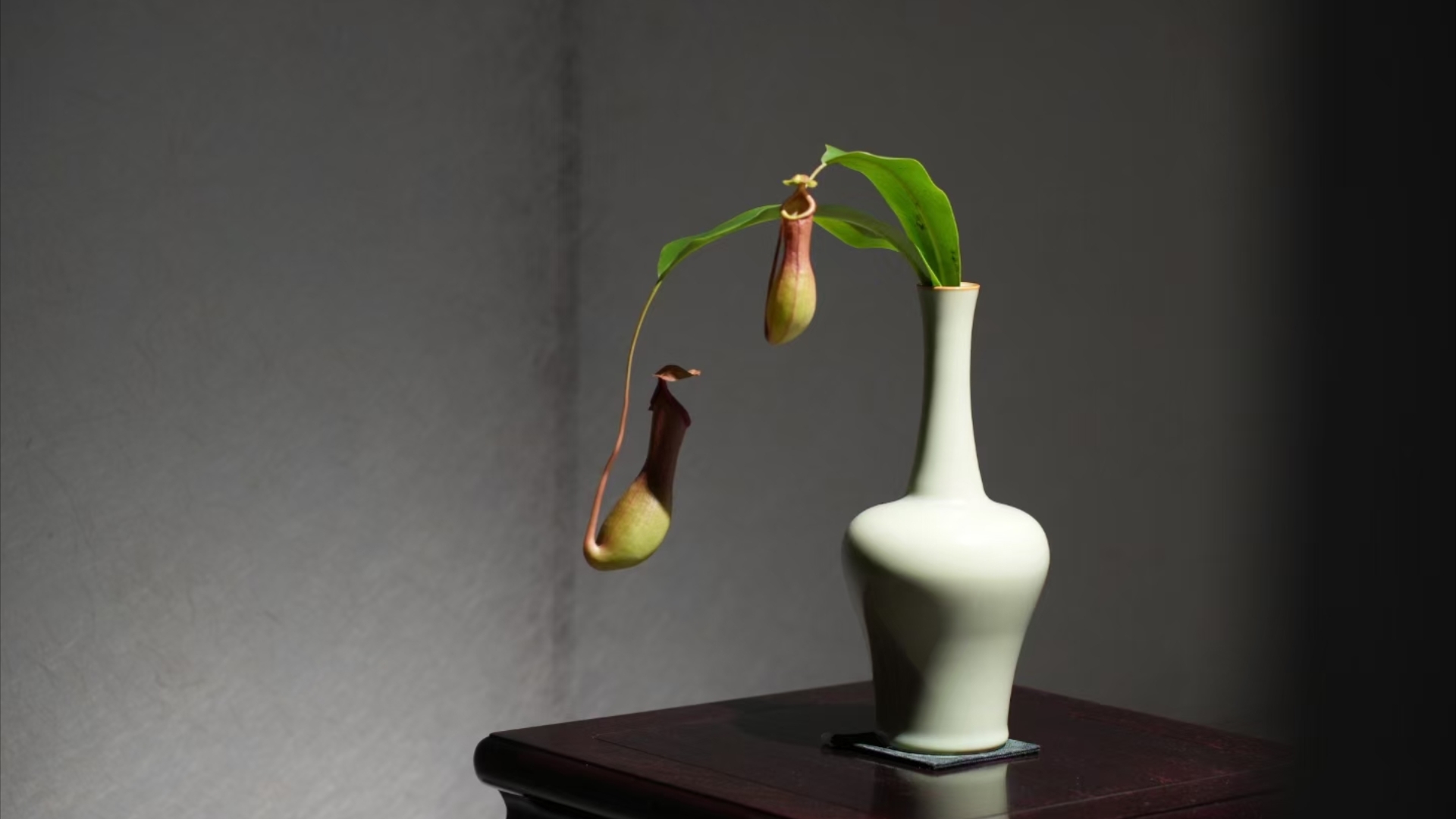 中式插花——财源滚滚(岭南插花遇上汝瓷)