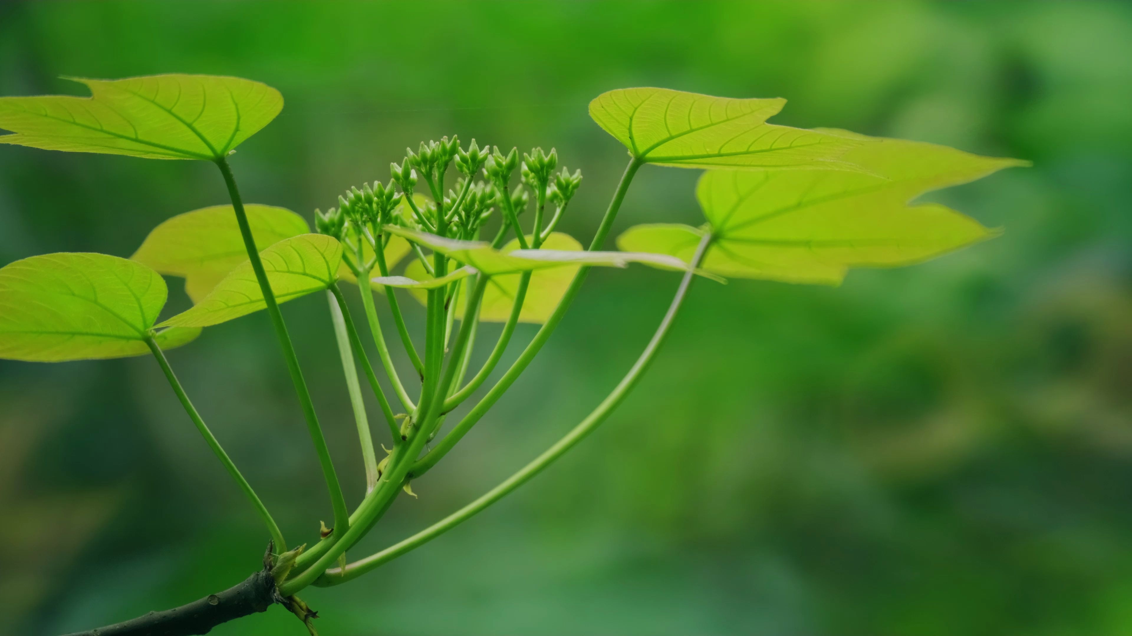 大自然的氧吧-2020春季揭西龙山绿谷随拍_哔哩哔哩_bilibili