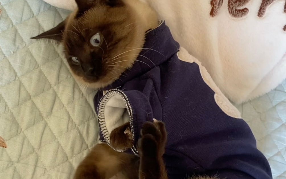 一只没有暖气护体的讨厌穿衣服的南方煤炭猫