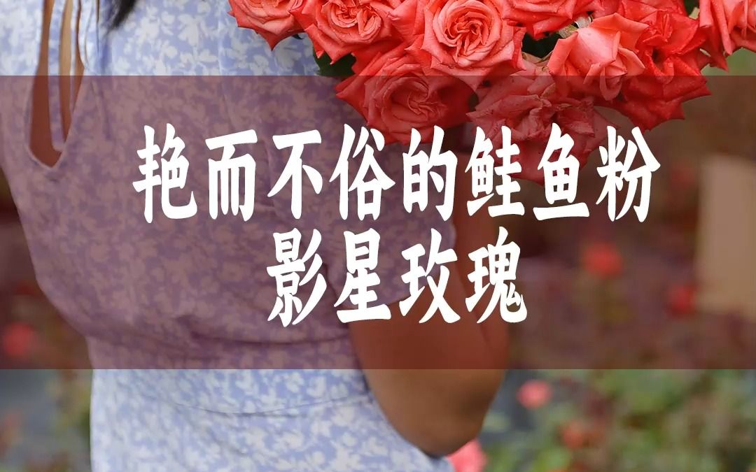 [图]【惠惠的花园】艳而不俗，媚而不妖的鲑鱼粉色切花月季-“影星” 美艳又热烈，标准的玫瑰花型，抗性好 分支强 长势快，适合家庭养护