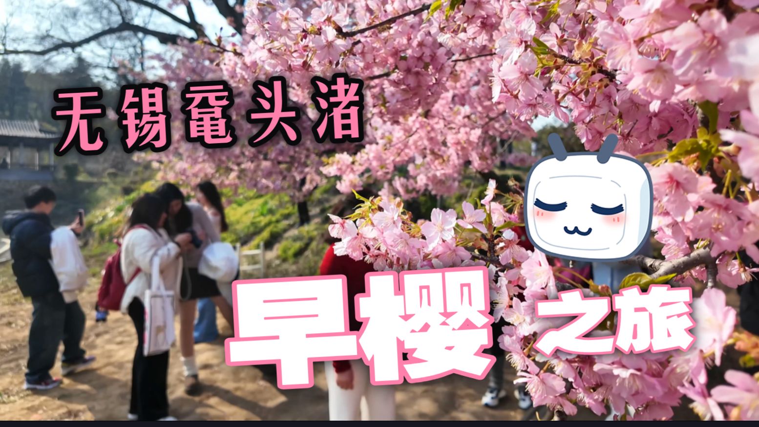 早樱 品种