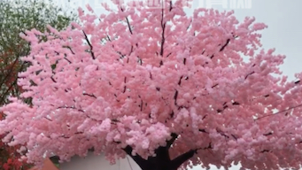 仿真樱花树桃花树 假 网红树 打卡广场 网红植物 造景装饰 假道具 许愿树 L.floral绿派园|绿派软装#仿真树#樱花树#网红树#网红植物#哔哩哔哩bilibili