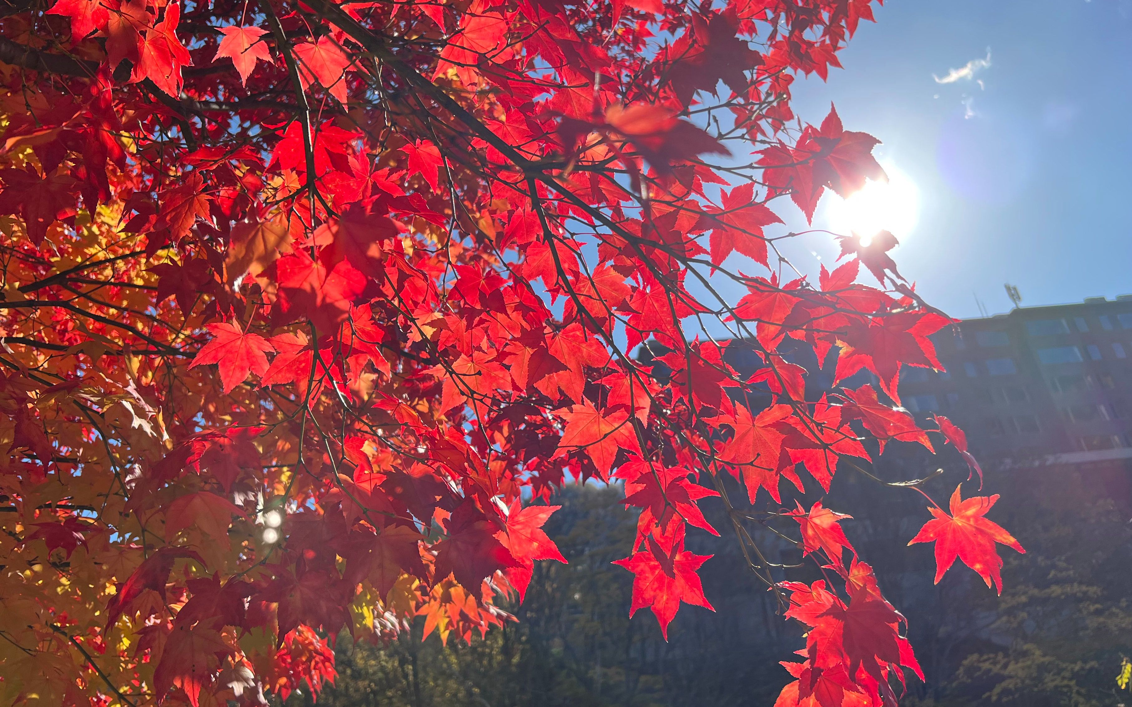 [图]「定山溪」日本の紅葉 北海道の秋 札幌 日光 観光 旅行 もみじ Hokkaido Sapporo