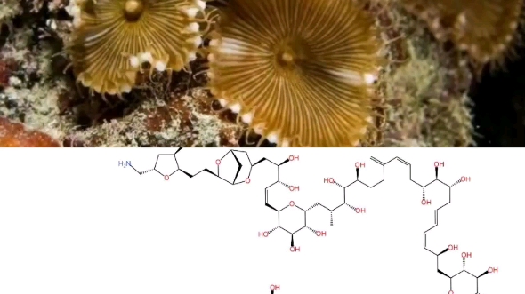 有机化合物科普palytoxin.天然药物palytoxin的简介与合成palytoxin的一个重要中间体PTC的合成路线介绍~哔哩哔哩bilibili