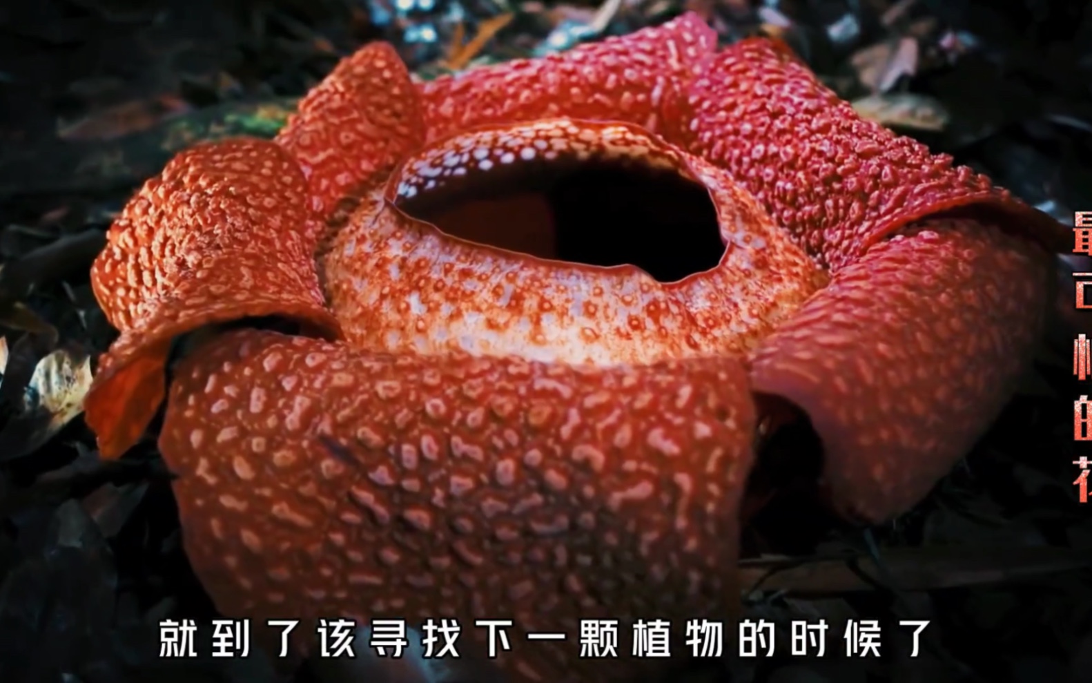 世界上最可怕的花之一,凯氏大王花,究竟有多可怕?