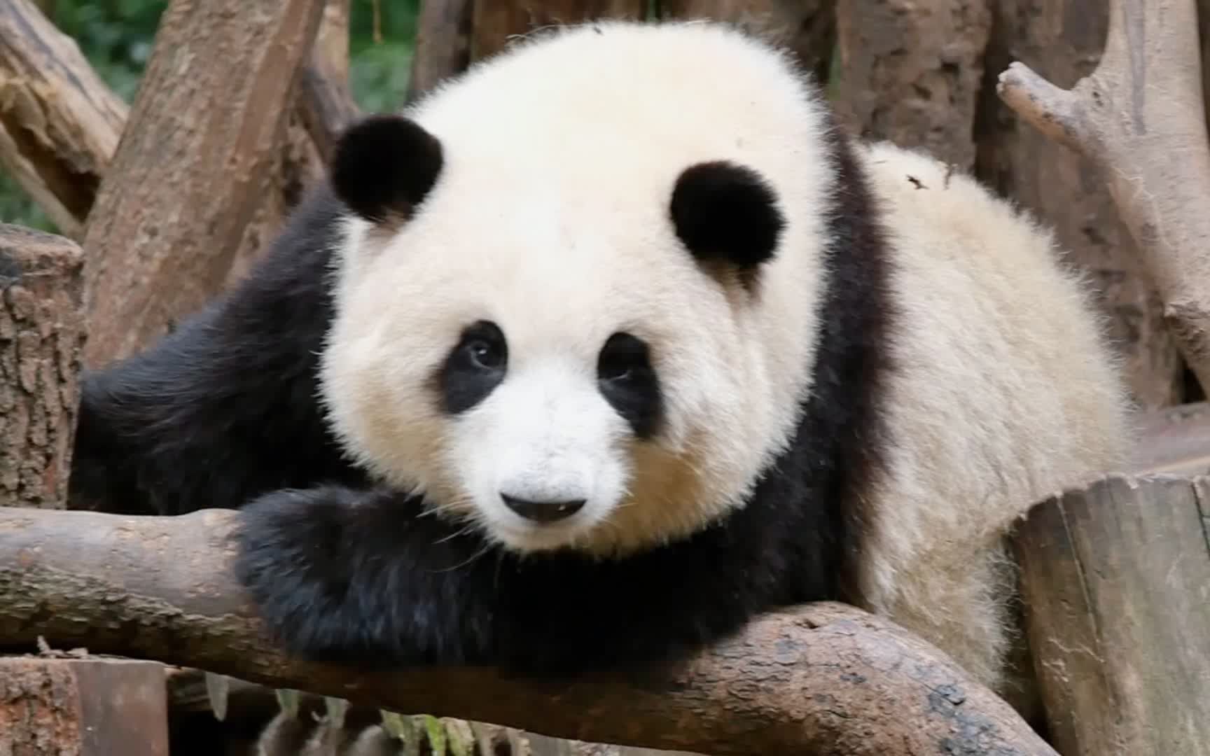 看花花在鸟叫声中醒来,在木架上顾涌,如今这种安静已经变得奢侈 2022.