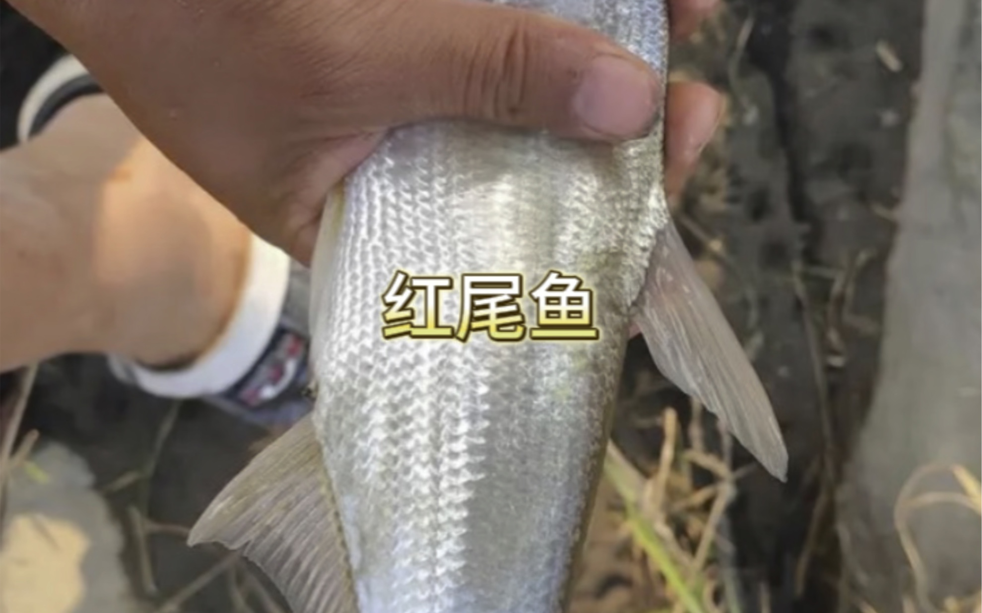 红尾鱼,肉质鲜美可遇而不可求,营养含量高,路亚爱好者之一.