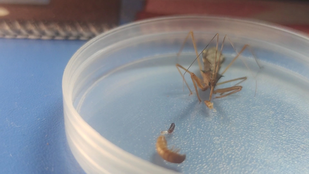 六刺素猎蝽吃饭