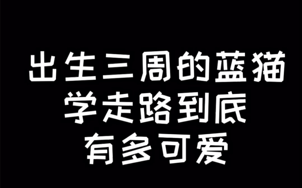 【英短蓝猫】出生三周的蓝猫学走路到底有多可爱?太可爱了 跌跌撞撞 但结果是……哔哩哔哩bilibili