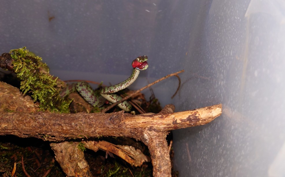 偷拍华丽竹叶青吃饭