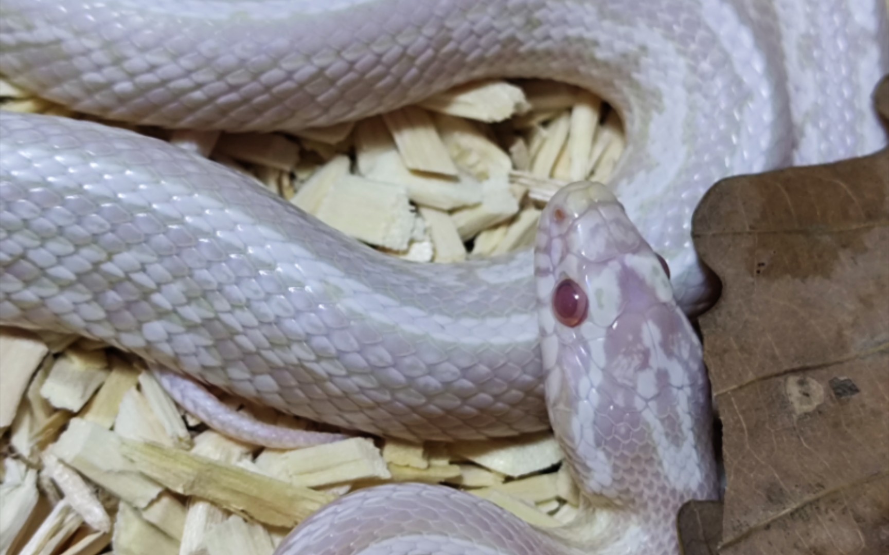 【玉米蛇】给雪显喂白霜,打开才发现蒙眼了,不过还是吃的很棒