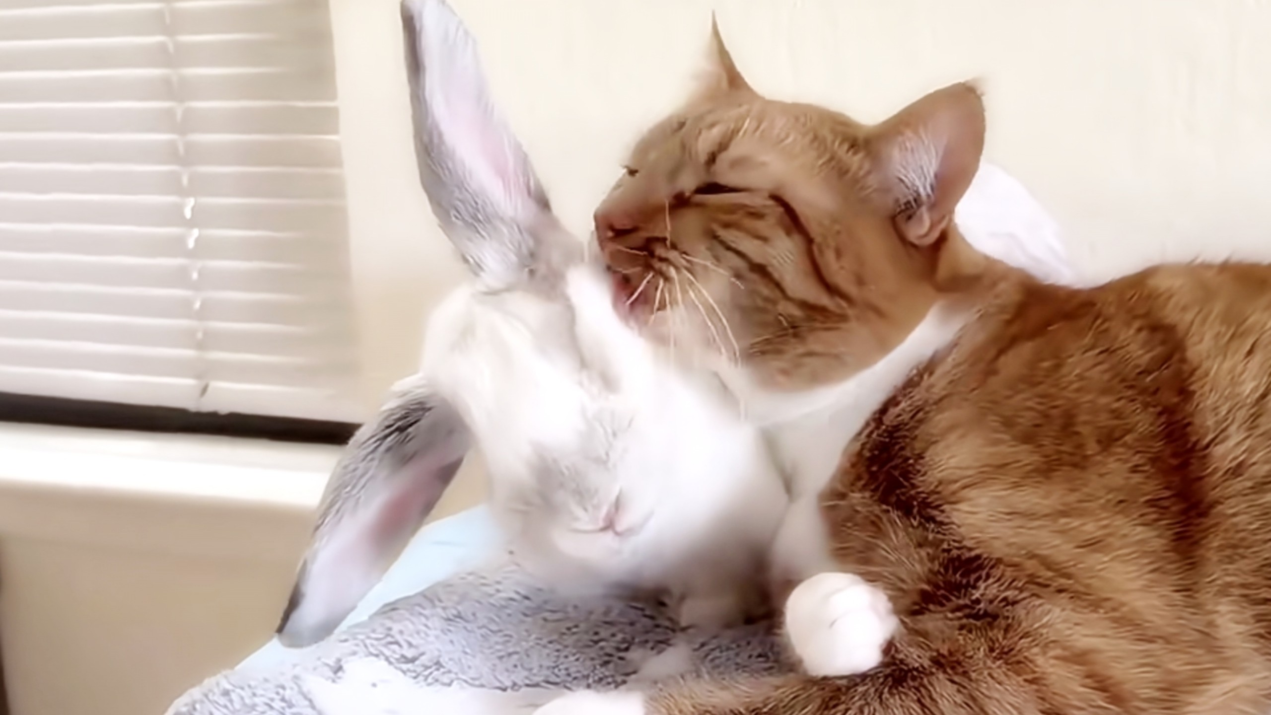 猫塑就是归宿