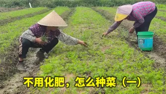 Download Video: 不用化肥，怎么种菜？（一）