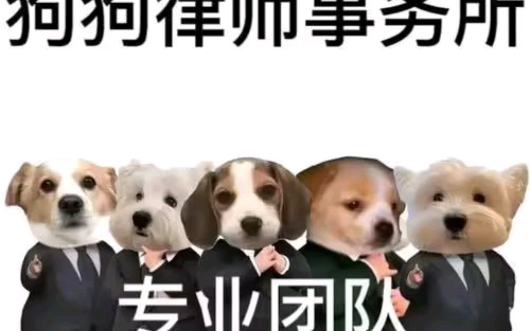 狗狗律师为你发声!