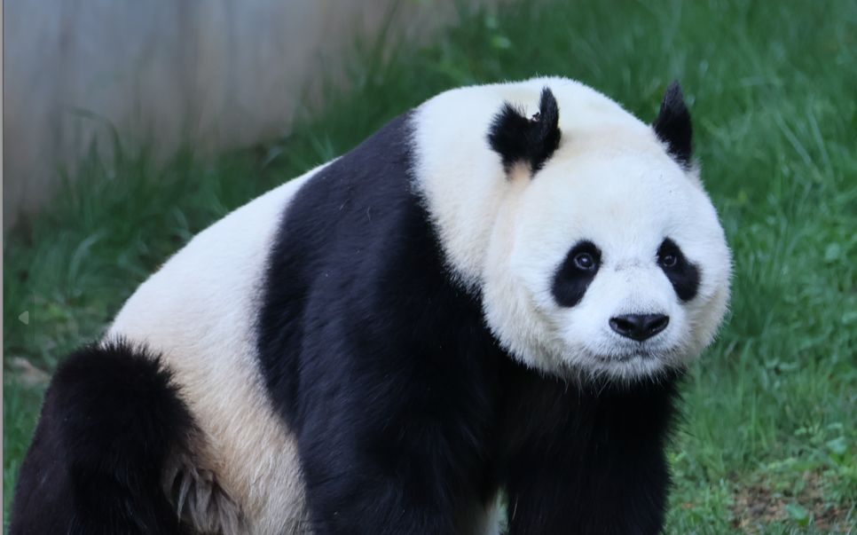 【大熊猫阿宝】没有游客打扰时便会出门散步的阿宝哥