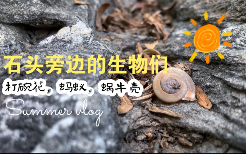 [图]石头旁边的生物们：柔毛打碗花，蚂蚁，和曾经的蜗牛