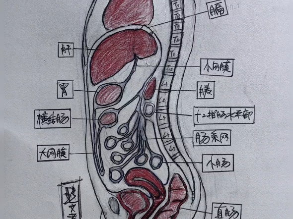 【内脏筋膜】今天复习内脏解剖!哔哩哔哩bilibili