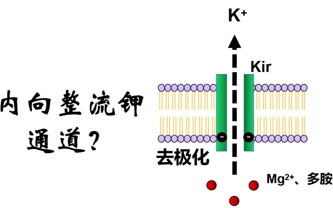 什么是内向整流钾通道?低镁促进低钾发展的机制是什么?哔哩哔哩bilibili