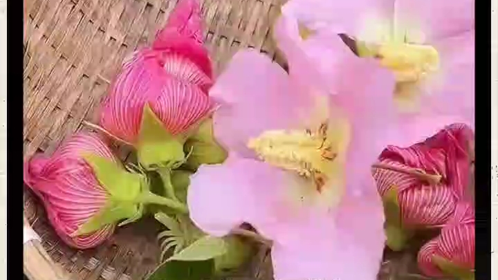 大自然,芙蓉花哔哩哔哩bilibili