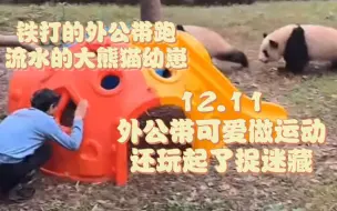 Tải video: 12.11  外公带可爱跑圈 还跟两个崽玩捉迷藏哈哈哈   ：铁打的外公带跑  流水的大熊猫崽崽