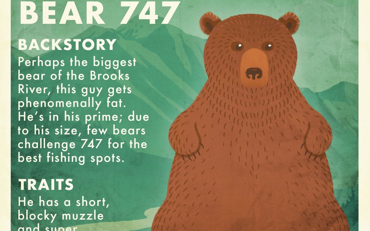 半岛巨熊胖熊王747介绍