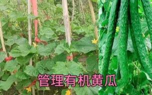 Video herunterladen: 黄瓜叶上喷点东西，黄瓜一季无病虫不黄叶，藤上节节结瓜产量翻倍