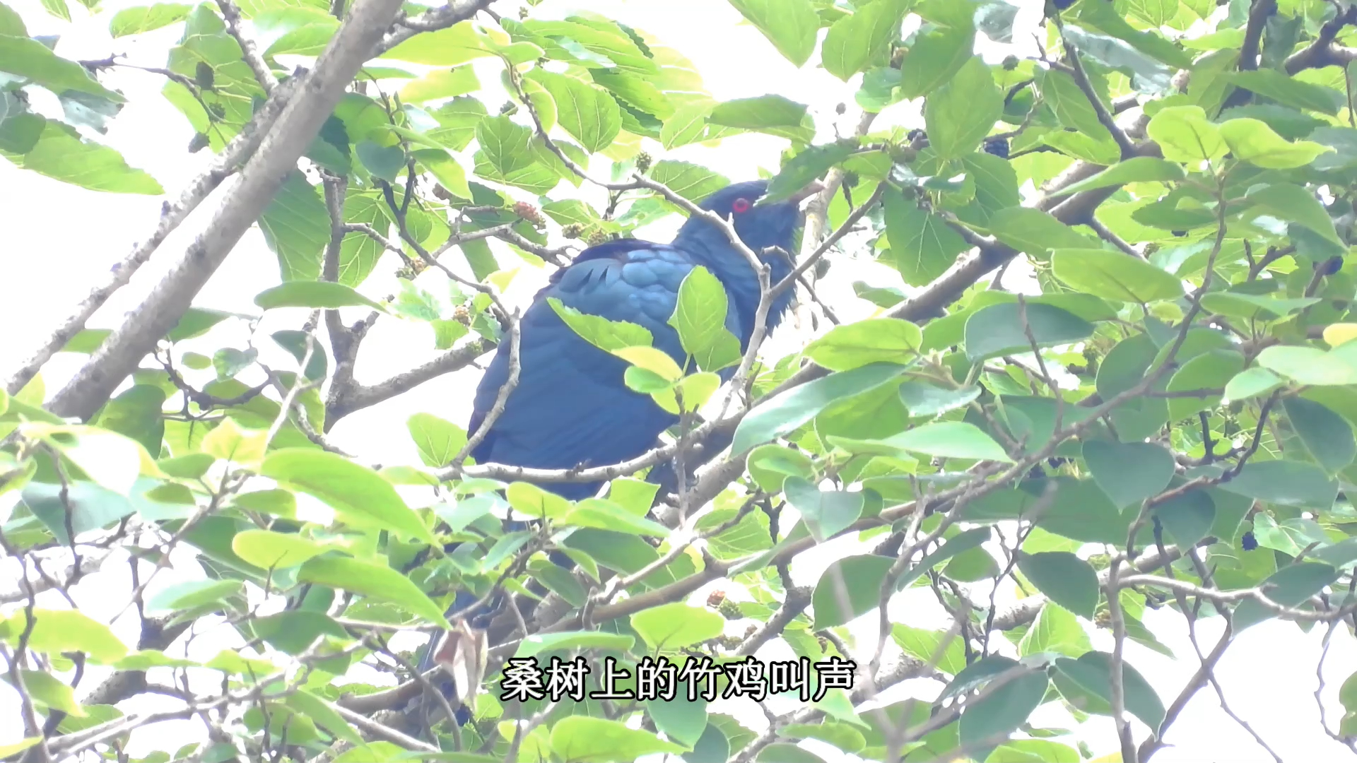 桑树上的噪鹃,噪鹃叫声