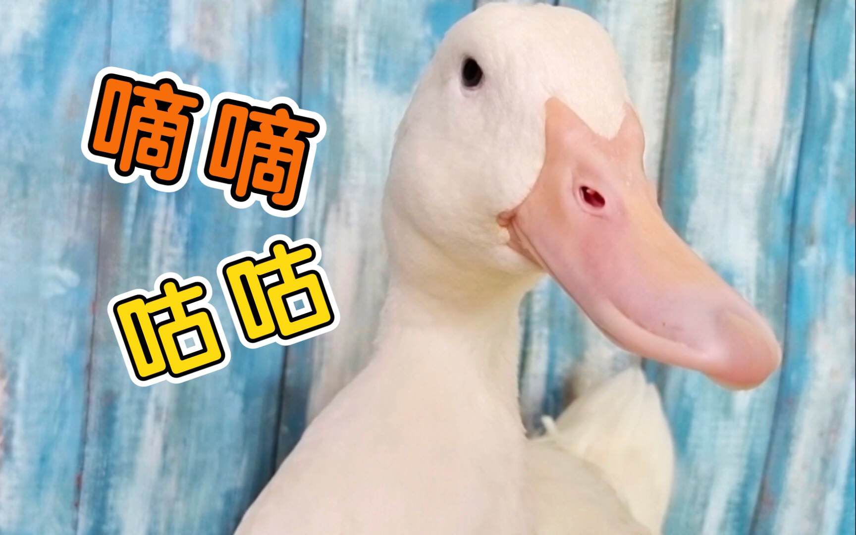 小声嘀咕的小鸭子,絮絮叨叨的,好可爱呀