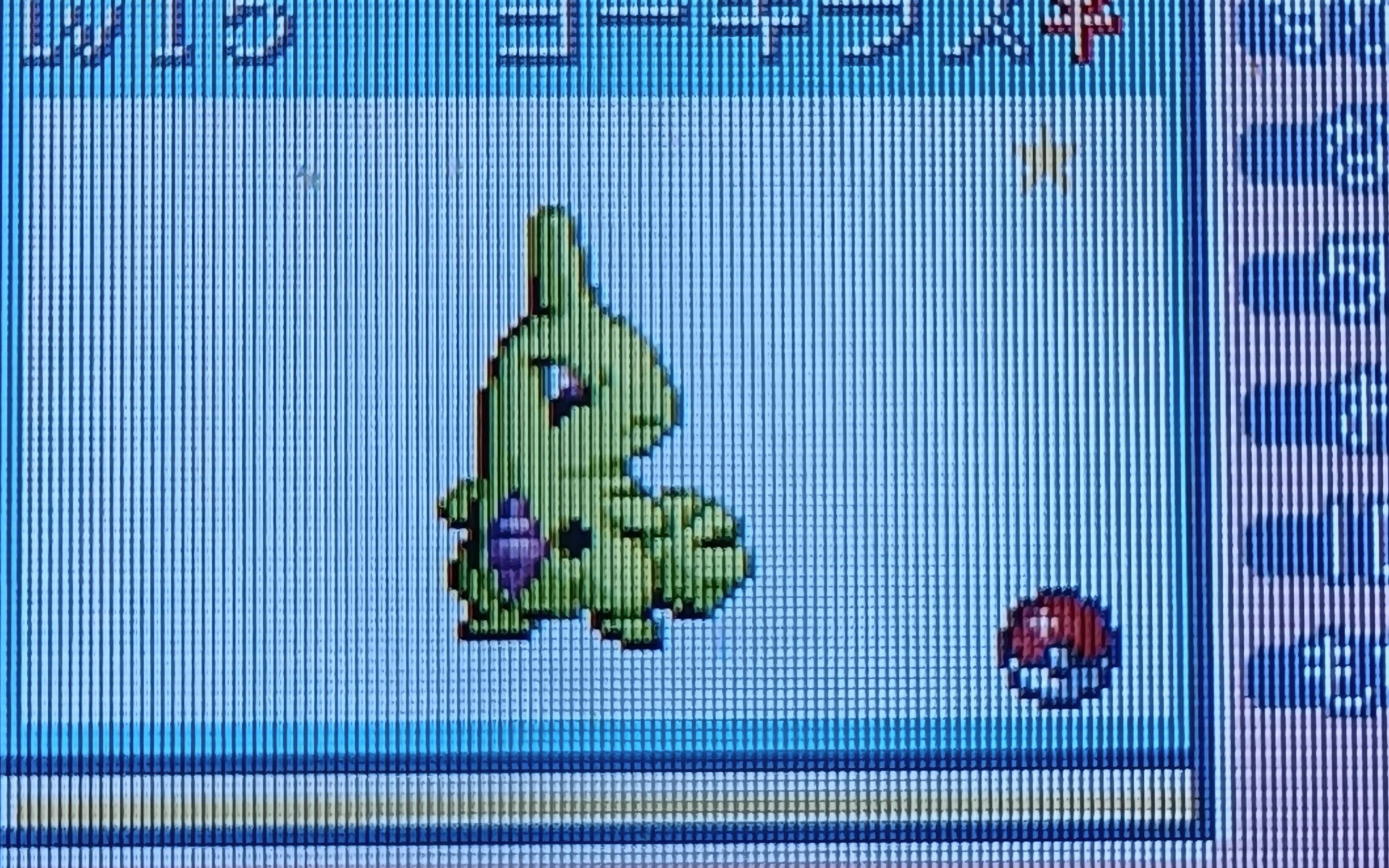 宝可梦叶绿小蓝闪光幼基拉斯