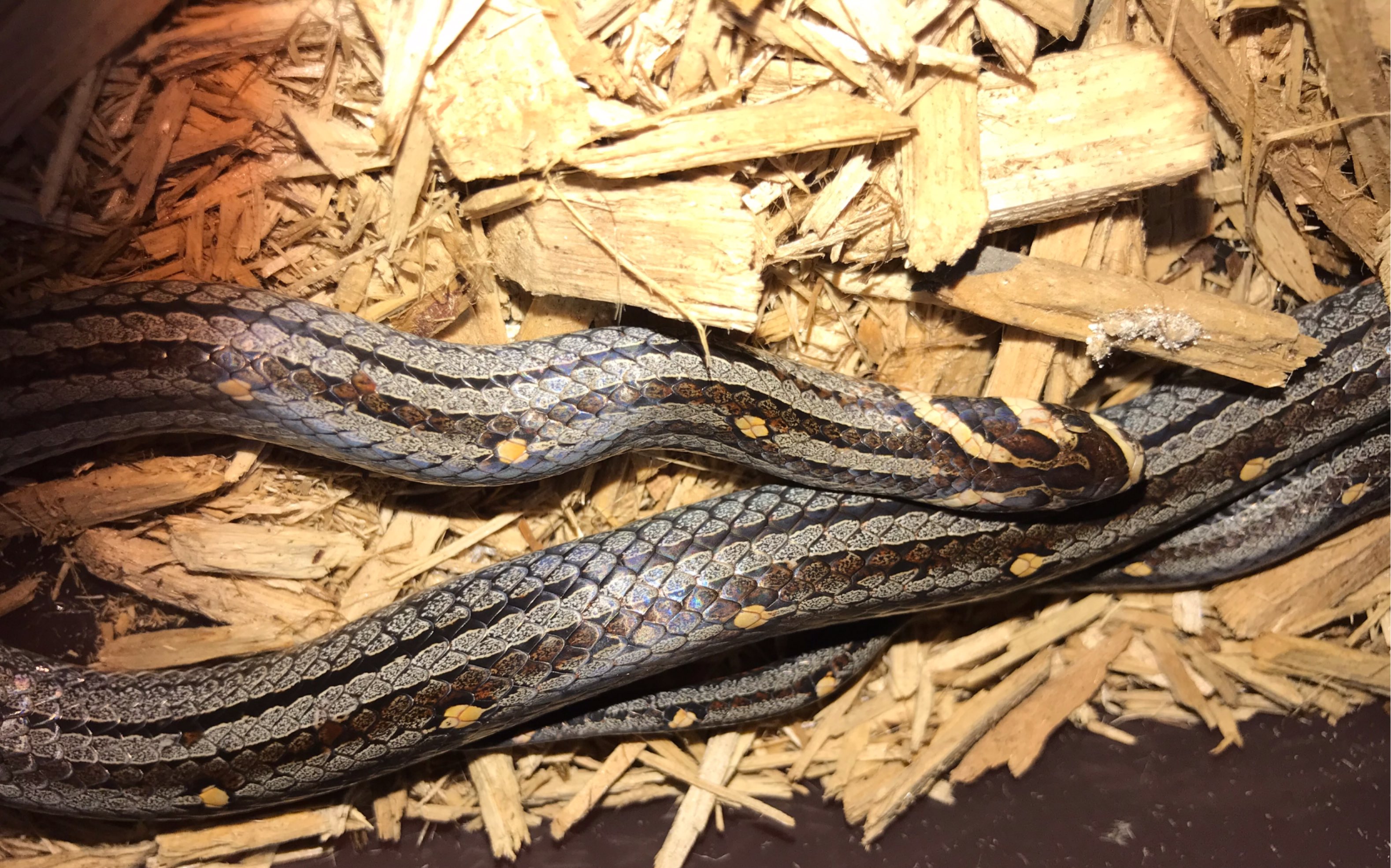 如何饲养一只圆斑小头蛇