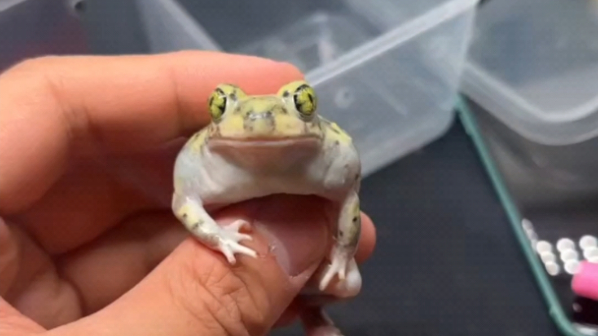 欧洲锄足蟾couchs spadefoot toad