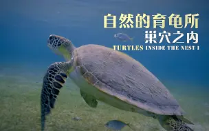 Descargar video: 【纪录片】自然的育龟所 巢穴之内 Turtle Nursery Inside The Nest