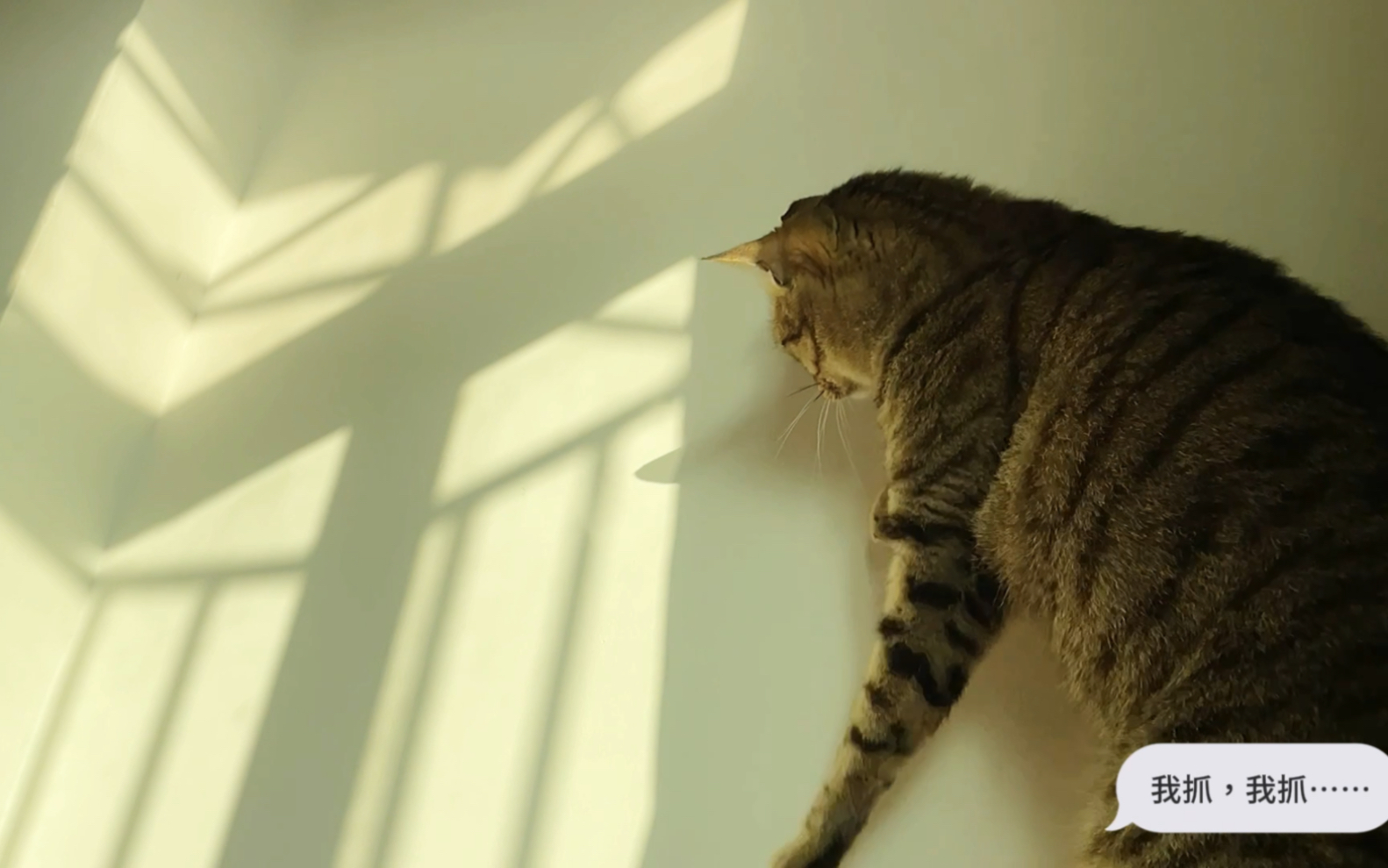 猫咪日常之抓空气