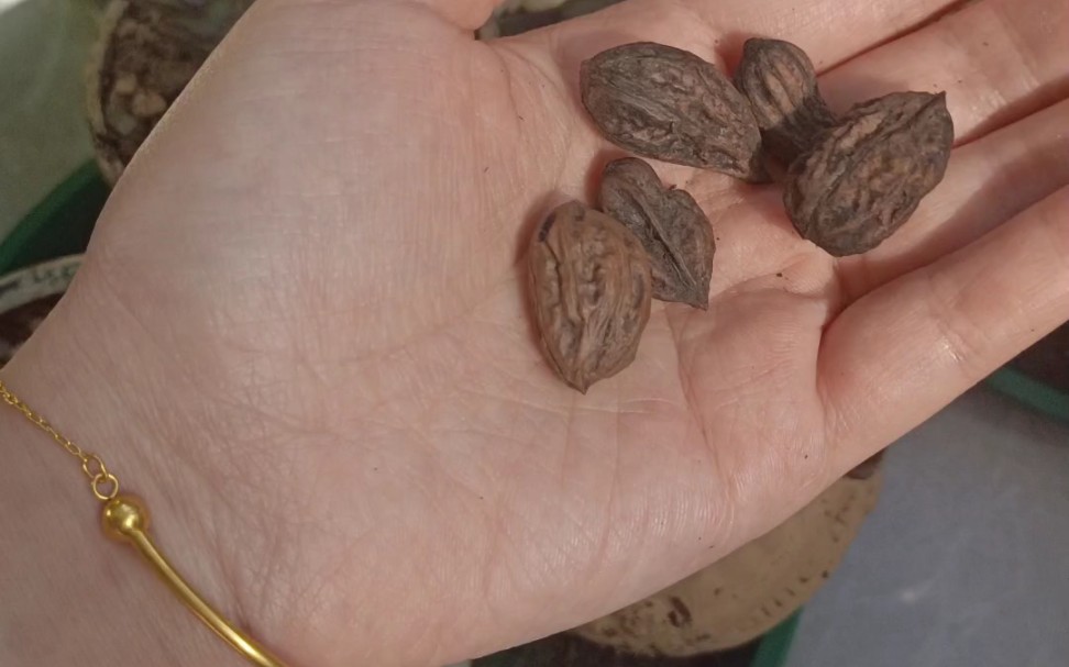 大山里的野生小秋子异形