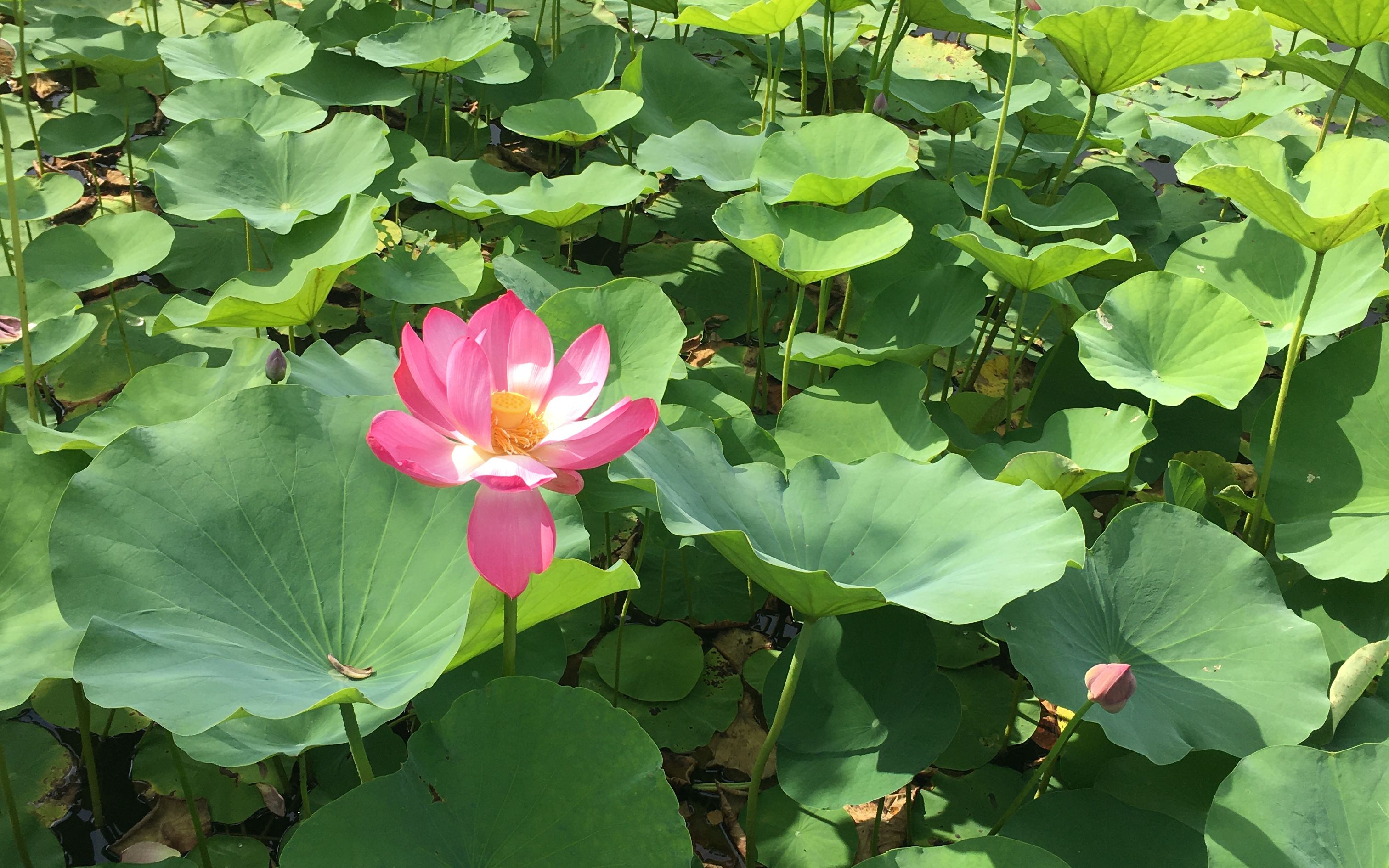 夏天来了,荷花开了,映日荷花别样红,配个《莲花坞》的背景音乐,好看,好听哔哩哔哩bilibili