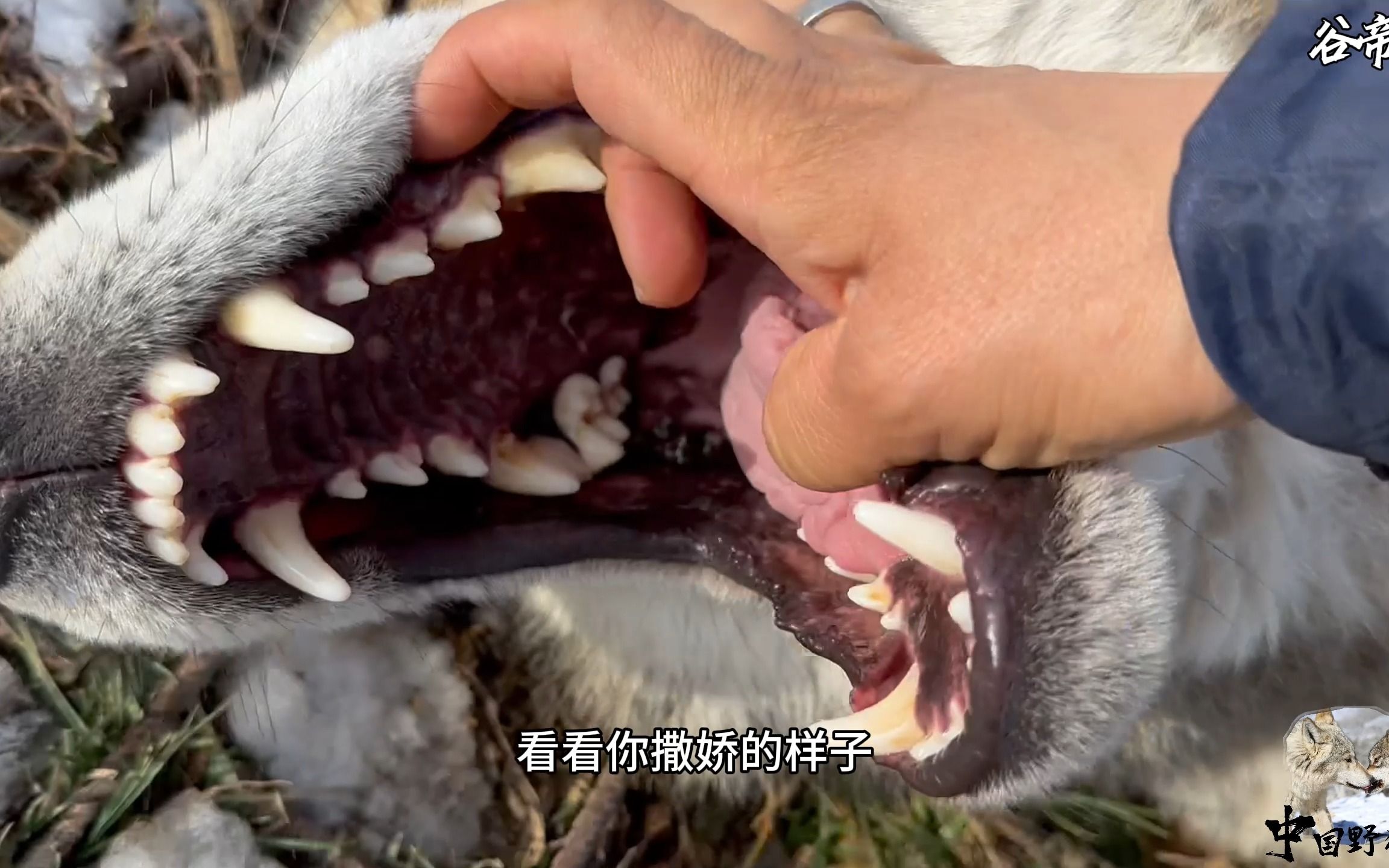 [图]老虎的屁股不能摸，但狼嘴...随便掰