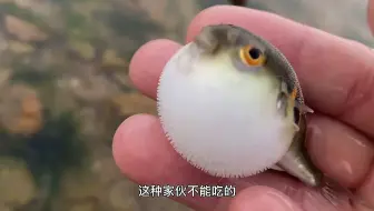 阴天赶海，发现久违的花旦蟹，还被海蜇蛰了手