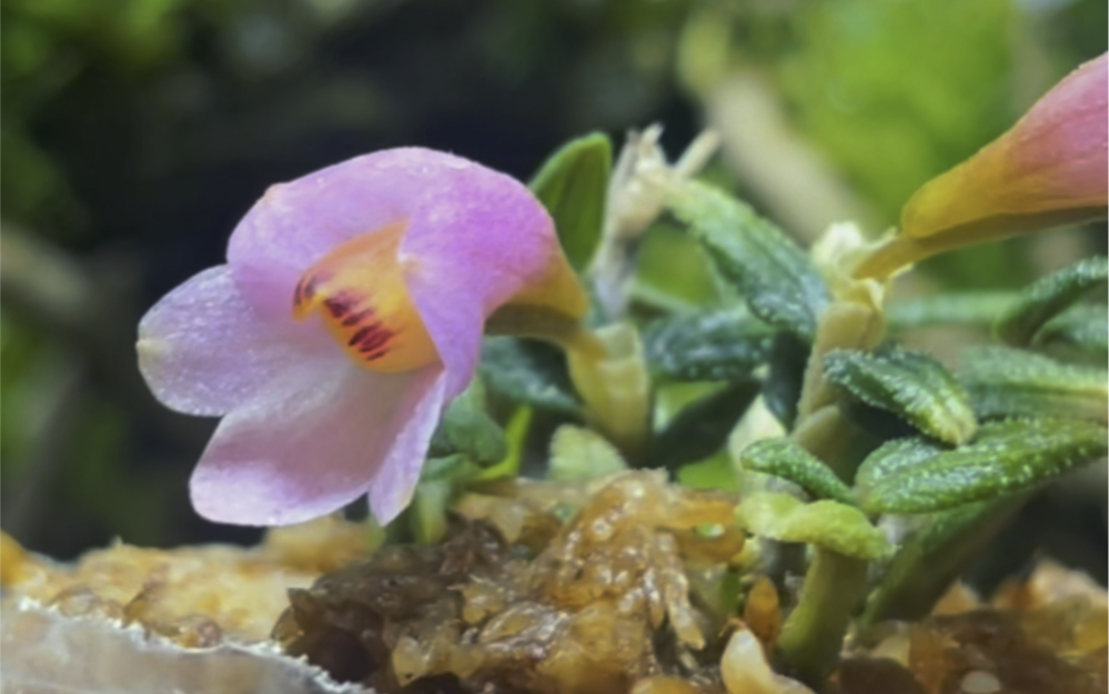 雪山石斛 橙粉 是特别迷你的一种石斛,花型漂亮,而且花期特别长,一年