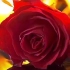 【空镜】【意识流 ｜情绪】城堡 坟墓 破碎的玫瑰  着火的玫瑰 ……