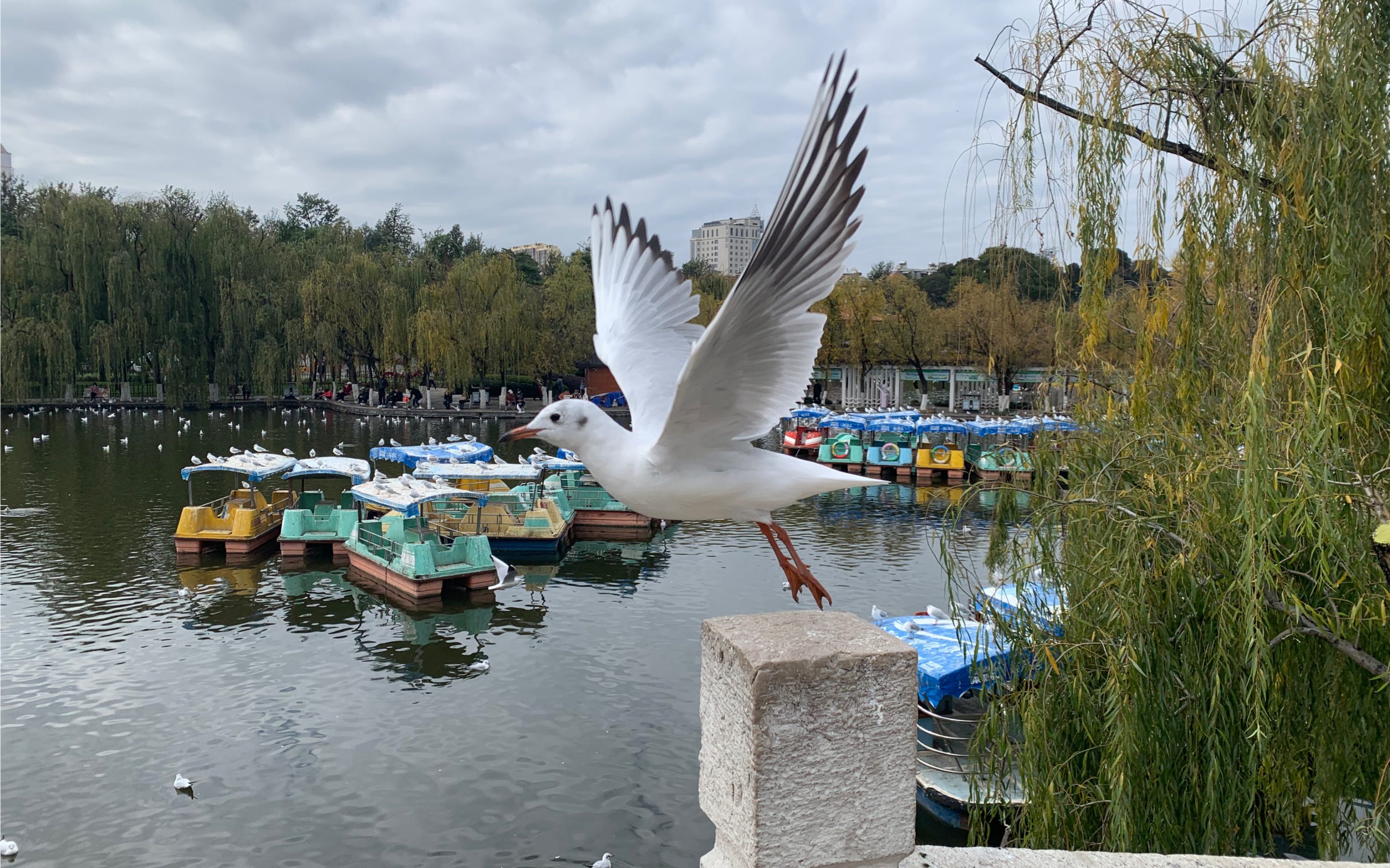 昆明翠湖公园喂海鸥.人与自然和谐共处.