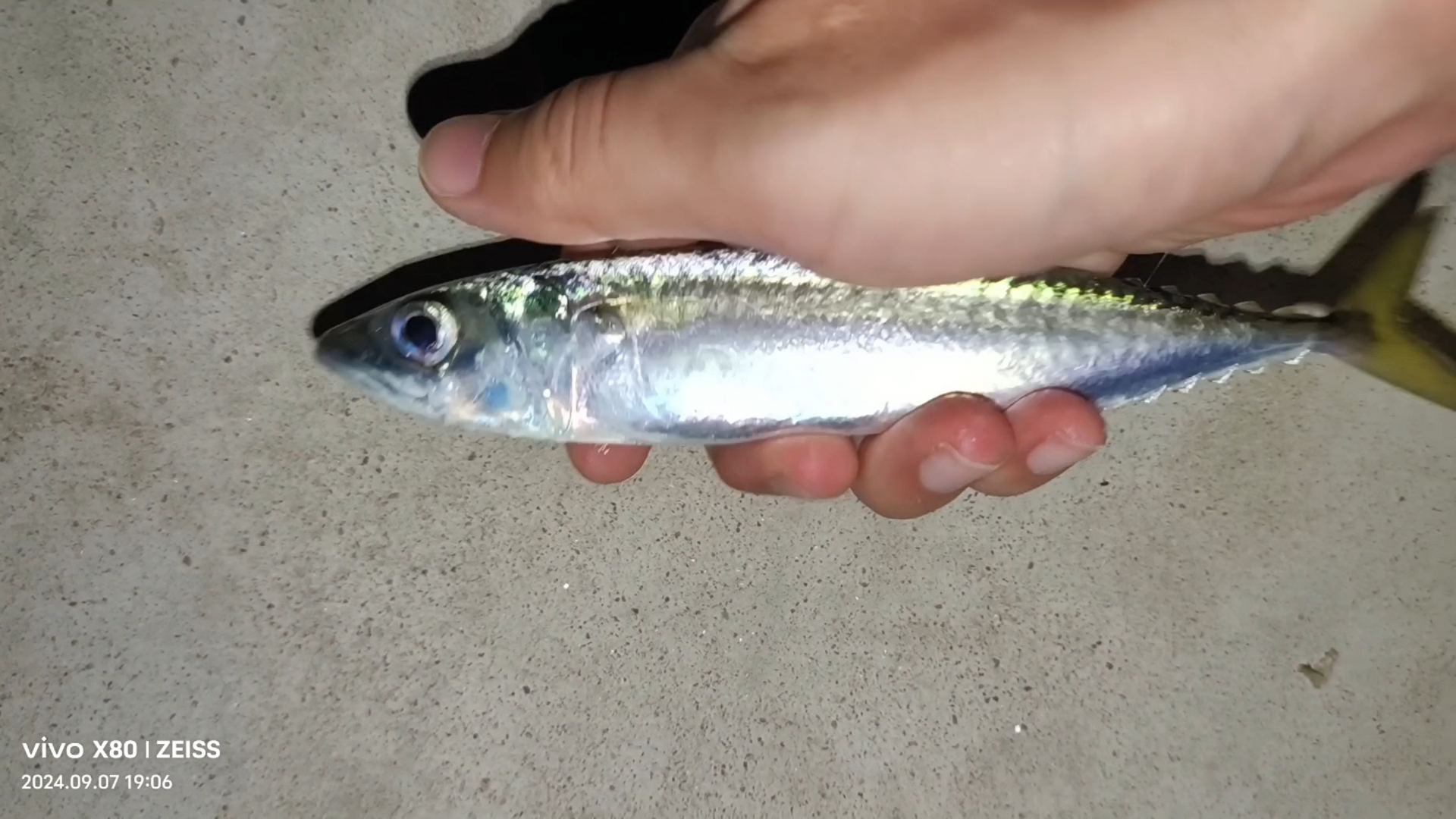 3个小时,终于钓到了花鲅鱼,看来假饵效率不行