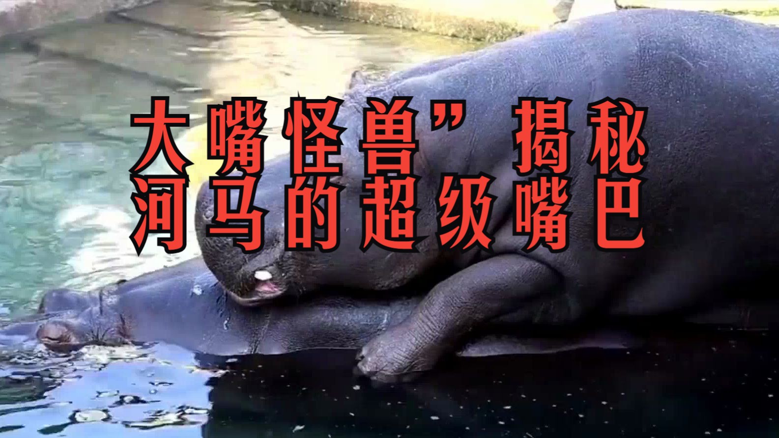 大嘴怪兽"揭秘:河马的超级嘴巴
