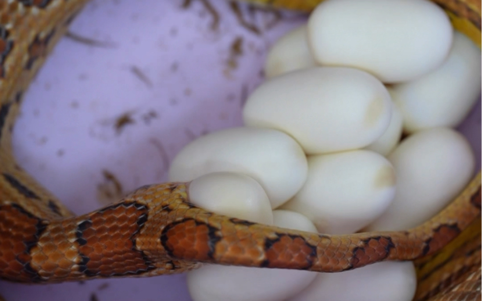 母蛇下一窝蛋会失去一般的体重.全身养分全都供给蛋里的蛇宝宝了.