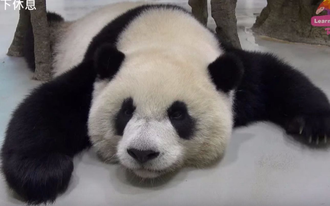 【大熊猫】(20151217)圆仔误吞蝴蝶针体检全过程