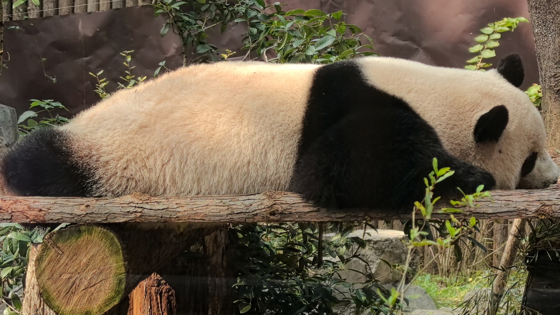 大熊猫春生的父亲图片