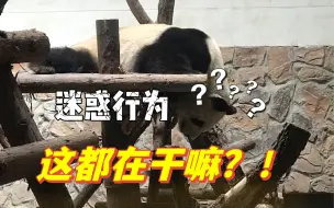 Download Video: 人类熊猫基地行为大赏，真的拴Q