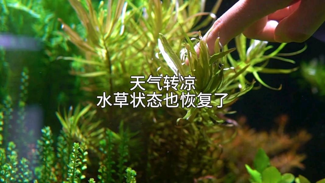 天气转凉水草状态也恢复了哔哩哔哩bilibili