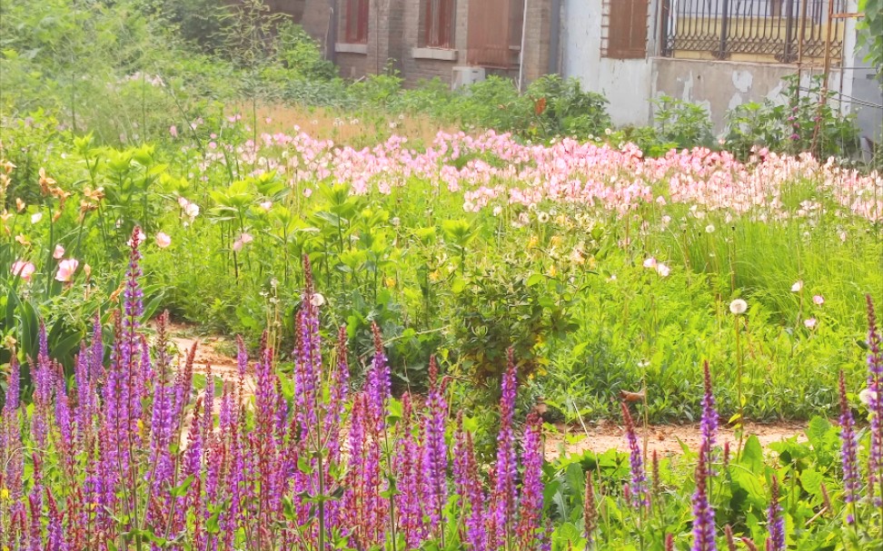 药圃里的温柔o_o好喜欢学校的药圃啊