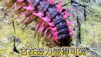 粉系小可爱（山蛩虫）