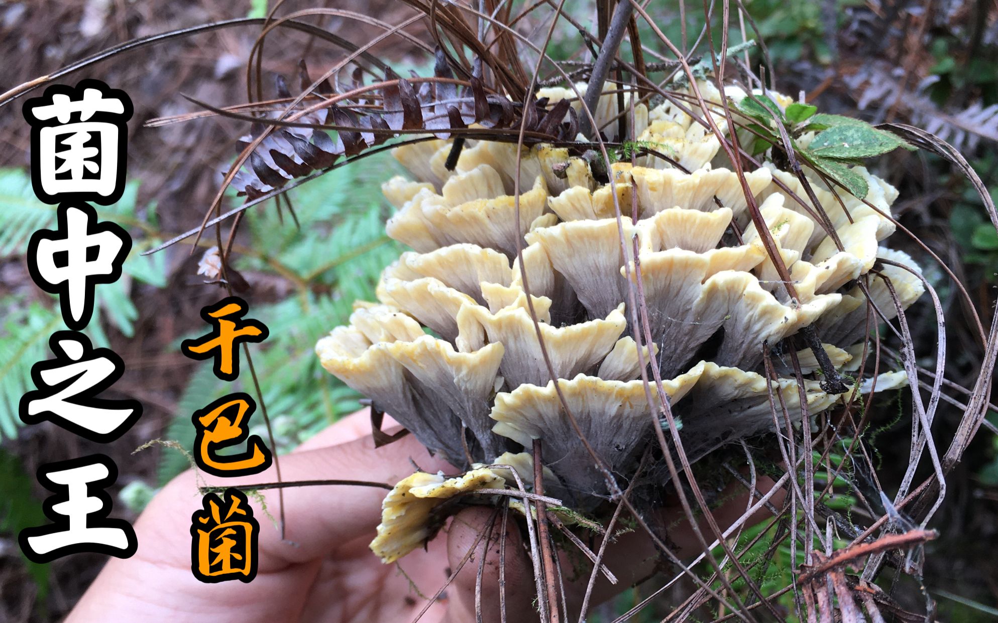 [图]雨后的山林野生菌真多，兄弟二人意外闯入菌窝，干巴菌一朵接一朵